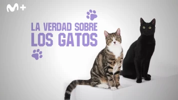 La verdad sobre los gatos