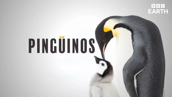 Pingüinos