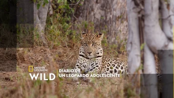 Diario de un leopardo adolescente