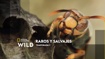 Raros y salvajes