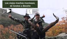 Los viejos machos monteses: De Gredos a Beceite