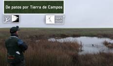 De patos por Tierra de campos