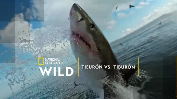 Tiburón vs. tiburón