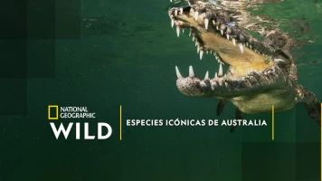 Especies icónicas de Australia