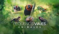 Pequeños viajes animales