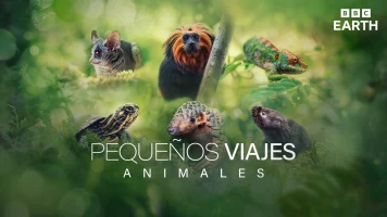 Pequeños viajes animales