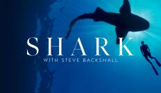 Shark with Steve Backshall