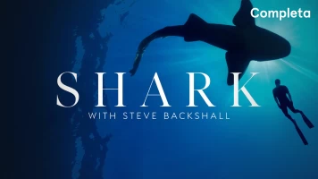 Shark with Steve Backshall