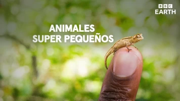 Animales súper pequeños