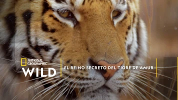 El reino secreto del tigre de Amur