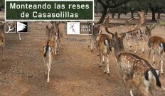 Monteando las reses de Casasolilla