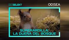 Superardilla: la dueña del bosque