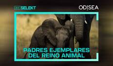 Padres ejemplares del reino animal