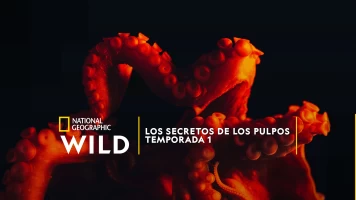 Los secretos de los pulpos