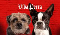 Vida perra