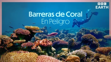 Barreras de coral en peligro