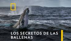 Los secretos de las ballenas