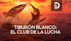 Tiburón blanco: el club de la lucha