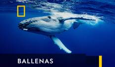 Ballenas