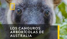 Los Canguros Arborícolas De Australia