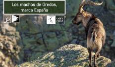 Los machos de Gredos: marca España