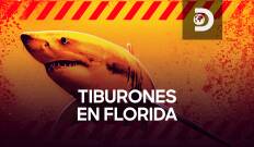 Tiburones de Florida