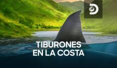 Tiburones en la costa