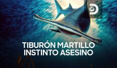 Tiburón martillo: instinto asesino