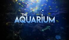 The Aquarium, Season 2. T(T2). The Aquarium, Season 2 (T2)