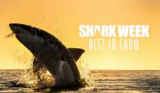 Shark week: lo mejor del año