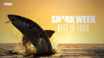 Shark week: lo mejor del año