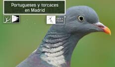 Portugueses y torcaces en Madrid