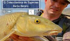 El coleccionista de especies: Barbo becero