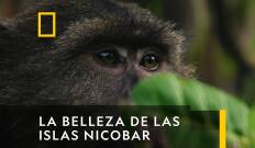 La belleza de Las Islas Nicobar