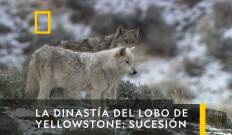 La Dinastía Del Lobo De Yellowstone: Sucesión