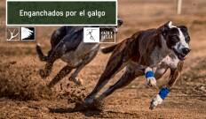 Enganchados por el galgo