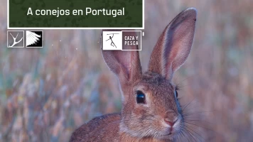 A conejos en Portugal