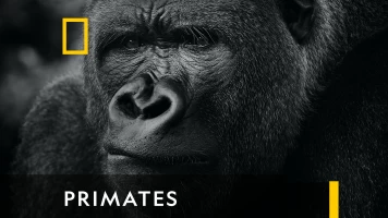 Primates