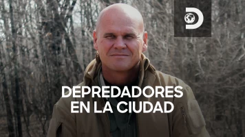 Depredadores en la ciudad