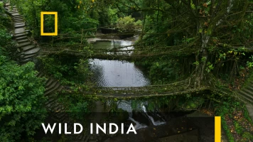 Wild India