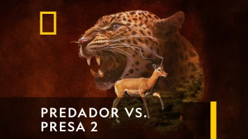 Predador vs. presa