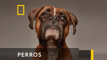 Perros