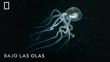 Bajo las olas