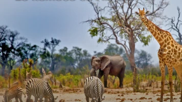 La llamada de África