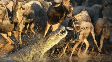 Récord mundiales del mundo animal