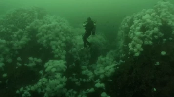 El tiburón fantasma que emerge de las profundidades