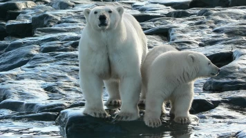 Fuerzas de la naturaleza