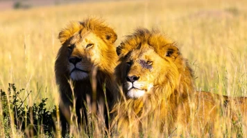 La hermandad de los leones