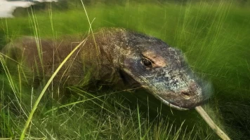 Dragón de Komodo: el rey de los reptiles