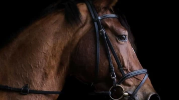 CSIO Barcelona. T(2026). CSIO Barcelona (2026): Gran Premio Ciutat de Barcelona